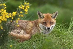 Prints of Red fox, Vulpes vulpes, captive, United Kingdom, Europe Related Prints: Red Fox Print, Captive UK Scene