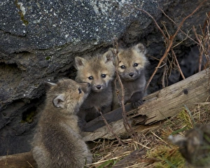Red Fox (Vulpes vulpes or Vulpes fulva) kits, Yellowstone National Park, Wyoming Red Fox (Vulpes vulpes or Vulpes fulva) kits, Yellowstone National Park, Wyoming