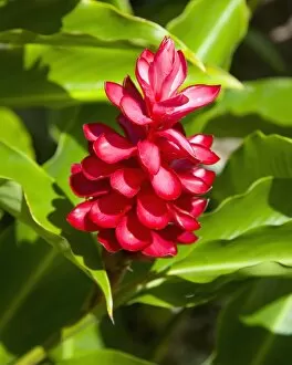 Images Dated 29th April 2009: Red ginger (Alpinia purpurata) at the Jardin du Roi spice garden near Anse Royale