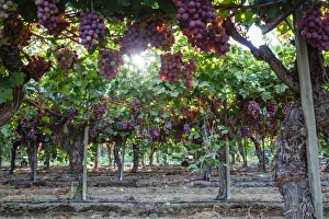 Red Globe grapes at a vineyard, San Joaquin Valley, California, United States of America Red Globe grapes at a vineyard, San Joaquin Valley, California, United States of America