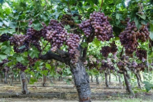 Red Globe grapes at a vineyard, San Joaquin Valley, California, United States of America Red Globe grapes at a vineyard, San Joaquin Valley, California, United States of America