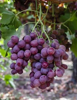 Red Globe grapes at a vineyard, San Joaquin Valley, California, United States of America Red Globe grapes at a vineyard, San Joaquin Valley, California, United States of America