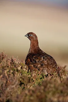 Red grouse (Lagopus lagopus) in heather, North Pennines, England, United Kingdom, Europe Red grouse (Lagopus lagopus) in heather, North Pennines, England, United Kingdom, Europe