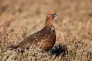 Male Animal Gallery: Red grouse (Lagopus lagopus), male, in heather, County Durham, England