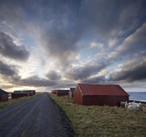 Red huts and sheep at sunset on coast, Lofoten Islands, Norway, Scandinavia, Europe Red huts and sheep at sunset on coast, Lofoten Islands, Norway, Scandinavia, Europe