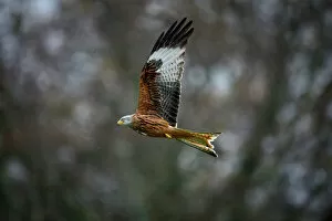 Images Dated 2nd December 2015: Red Kite, a bird of prey, Gigrin, Wales, United Kingdom, Europe