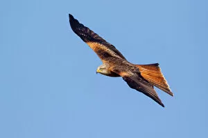 In Flight Gallery: Red kite (Milvus milvus) in flight, Rhayader, Wales, United Kingdom, Europe