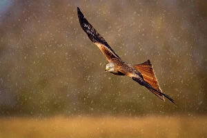 In Flight Gallery: Red kite (Milvus milvus) in flight during a snow shower, Rhayader, Wales, United Kingdom