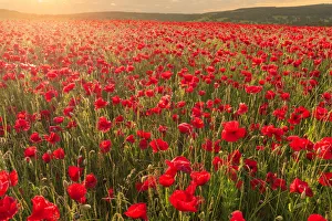 Red poppies, backlit field at sunrise, beautiful wild flowers, Peak District National Red poppies, backlit field at sunrise, beautiful wild flowers, Peak District National