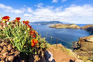 Red poppies along the hiking path to the scenic cliffs of Ponta de Sao Lourenco, Canical Red poppies along the hiking path to the scenic cliffs of Ponta de Sao Lourenco, Canical
