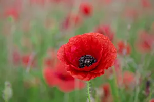Red poppy, beautiful wild flower portrait, soft light, Peak District National Park Red poppy, beautiful wild flower portrait, soft light, Peak District National Park
