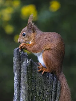 Red Squirrel, County Laois, Leinster, Republic of Ireland, Europe Red Squirrel, County Laois, Leinster, Republic of Ireland, Europe