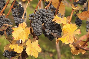 Red wine grapes, autumn, Uhlbach, Baden Wurttemberg, Germany, Europe Red wine grapes, autumn, Uhlbach, Baden Wurttemberg, Germany, Europe