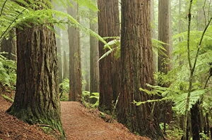 Trail Gallery: Redwoods and Tree Ferns, The Redwoods, Rotorua, Bay of Plenty, North Island