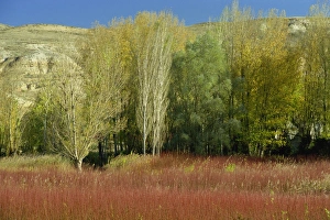 Reed beds for basket making, near Prego, Castilla La Mancha, Spain, Europe Reed beds for basket making, near Prego, Castilla La Mancha, Spain, Europe