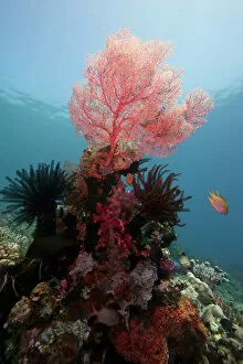Sea Life Collection: Reef scene with sea fan, Komodo, Indonesia, Southeast Asia, Asia