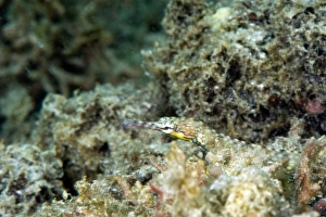 Reeftop pipefish (Corythoichthys haematopterus), grows to 18cm, Indo-west Pacific waters Reeftop pipefish (Corythoichthys haematopterus), grows to 18cm, Indo-west Pacific waters
