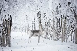 Images Dated 28th January 2018: Reindeer in the frozen wood, Levi, Kittila, Lapland, Finland, Europe