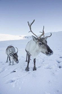Reindeer (Rangifer tarandus) female with young, Cairngorms National Park, Scotland Reindeer (Rangifer tarandus) female with young, Cairngorms National Park, Scotland