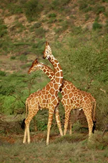 Reticulated Giraffe Print, Samburu National Reserve