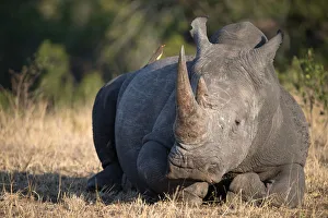 Rhinoceros (Ceratotherium simum) in savanna, Kruger National Park, South-Africa, Africa Rhinoceros (Ceratotherium simum) in savanna, Kruger National Park, South-Africa, Africa