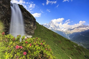 Rhododendron blooms at the foot of a waterfall overlooking the Matterhorn, Cervinia Rhododendron blooms at the foot of a waterfall overlooking the Matterhorn, Cervinia