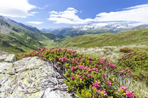 Rhododendrons frame the green alpine landscape, Montespluga, Chiavenna Valley Rhododendrons frame the green alpine landscape, Montespluga, Chiavenna Valley