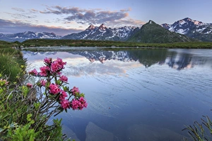 Rhododendrons surround Mount Cardine reflected in Lake Andossi at sunrise, Chiavenna Valley Rhododendrons surround Mount Cardine reflected in Lake Andossi at sunrise, Chiavenna Valley