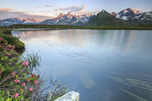Rhododendrons surround Peak Suretta reflected in Lake Andossi at sunrise, Chiavenna Valley Rhododendrons surround Peak Suretta reflected in Lake Andossi at sunrise, Chiavenna Valley