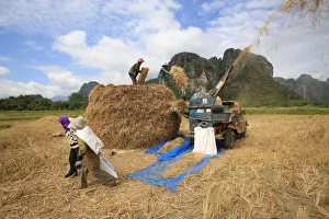 Rice field, Lao farmers harvesting rice in rural landscape, Laos, Indochina Rice field, Lao farmers harvesting rice in rural landscape, Laos, Indochina
