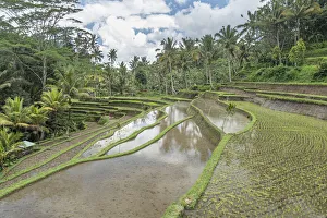Bali Rice Terraces Print