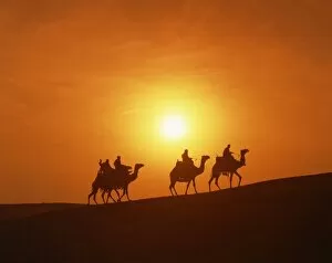 Giza Collection: Riders silhouetted on camels at sunset, Giza, Cairo, Egypt, North Africa, Africa