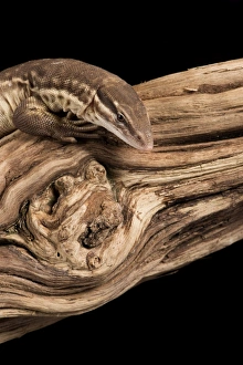 Ridge Tailed Monitor (Spiny Tailed Monitor) (Varanus acanthus), captive, Australia Ridge Tailed Monitor (Spiny Tailed Monitor) (Varanus acanthus), captive, Australia