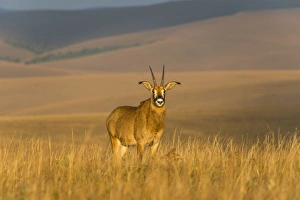Roan antelope (Hippotragus equinus), Nyika National Park, Malawi, Africa Roan antelope (Hippotragus equinus), Nyika National Park, Malawi, Africa