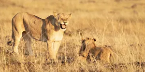 Roaring lioness with cubs, Masai Mara, Kenya, Africa Roaring lioness with cubs, Masai Mara, Kenya, Africa