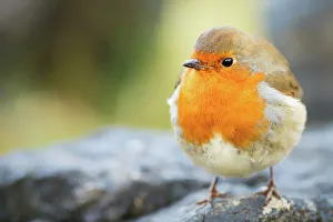 Robin, garden bird, Scotland, United Kingdom, Europe Robin, garden bird, Scotland, United Kingdom, Europe