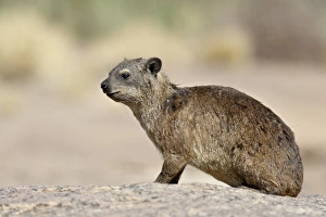 Rock hyrax (rock dassie) (Procavia capensis), Augrabies Falls National Park Rock hyrax (rock dassie) (Procavia capensis), Augrabies Falls National Park