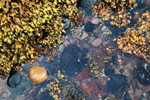 Images Dated 24th July 2012: Rock pool at Catterline, Aberdeenshire, Scotland, United Kingdom, Europe