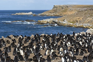 Eudyptes Chrysocome Gallery: Rockhopper penguin colony (Eudyptes chrysocome), Falkland Islands, South America