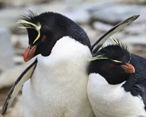 Eudyptes Chrysocome Gallery: Rockhopper penguin (Eudyptes chrysocome) courtship behaviour, Rockhopper Point, Sea Lion Island