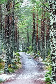 Tree Trunk Collection: Rothiemurchus Forest at Loch an Eilein, Aviemore, Cairngorms National Park, Scotland