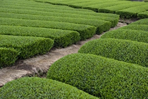 Rows of green tea bushes growing on the Makinohara tea plantations in Shizuoka, Japan Rows of green tea bushes growing on the Makinohara tea plantations in Shizuoka, Japan