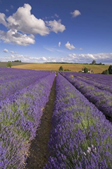 Rows of lavender plants at Snowshill Lavender Farm, Broadway, Worcestershire Rows of lavender plants at Snowshill Lavender Farm, Broadway, Worcestershire