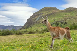 Running Guanaco (Lama guanicoe), Patagonia National Park, Chacabuco Valley, Aysen Region Running Guanaco (Lama guanicoe), Patagonia National Park, Chacabuco Valley, Aysen Region