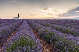 Rural house with tree in a lavender crop at dawn, Plateau de Valensole Rural house with tree in a lavender crop at dawn, Plateau de Valensole