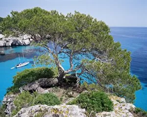 Sabina tree and the blue sea of Cala Macarelleta