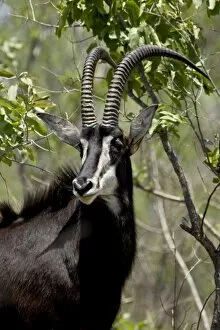 Related Images Collection: Sable Antelope (Hippotragus niger), Kruger National Park, South Africa, Africa