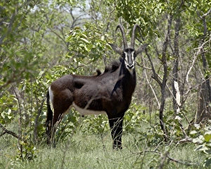 Sable Antelope (Hippotragus niger), Kruger National Park, South Africa, Africa Sable Antelope (Hippotragus niger), Kruger National Park, South Africa, Africa