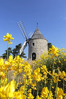 Saint-Elzear windmill with yellow flowers in the foreground, Montfuron Saint-Elzear windmill with yellow flowers in the foreground, Montfuron