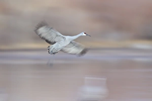 Sandhill crane (Grus canadensis) landing, Bosque del Apache National Wildlife Refuge, New Mexico Sandhill crane (Grus canadensis) landing, Bosque del Apache National Wildlife Refuge, New Mexico